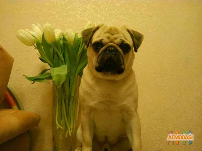 Ольга Леонидовна Азарова фото №1035339. Завантажено 23 Березня 2017