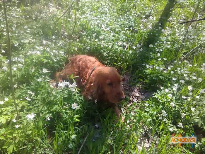 Татьяна  Романенко фото №1047532. Завантажено 26 Квітня 2017