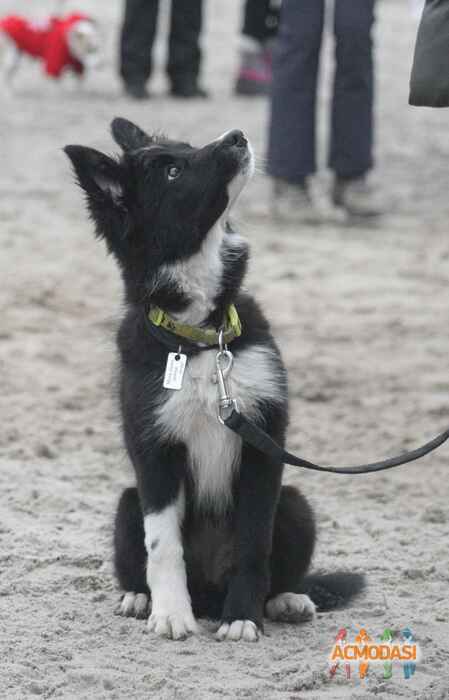 Мария  Батченко фото №1159561. Завантажено 03 Січня 2018