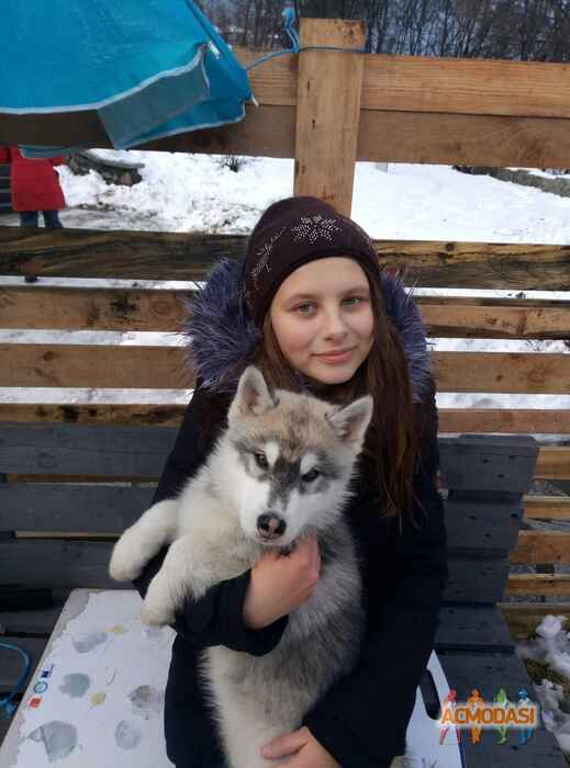 Вікторія Сергіївна Лихобаба фото №1192783. Завантажено 22 Лютого 2018