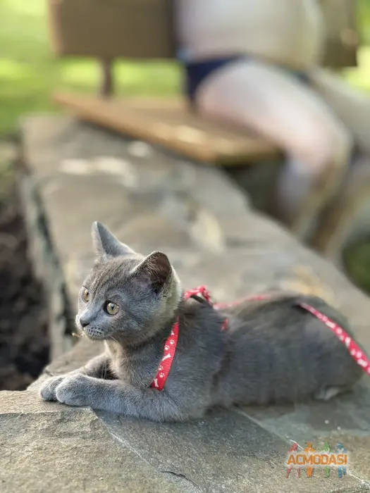 Катерина  Лігінова фото №1745833. Завантажено 04 Серпня 2025