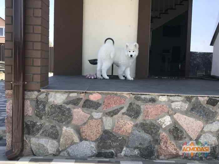 Лариса Дмитриевна Семенюк фото №1057297. Завантажено 22 Травня 2017