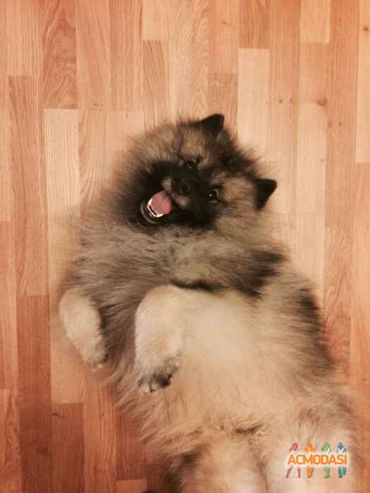 Алина Витальевна Котюк фото №1026099. Завантажено 27 Лютого 2017