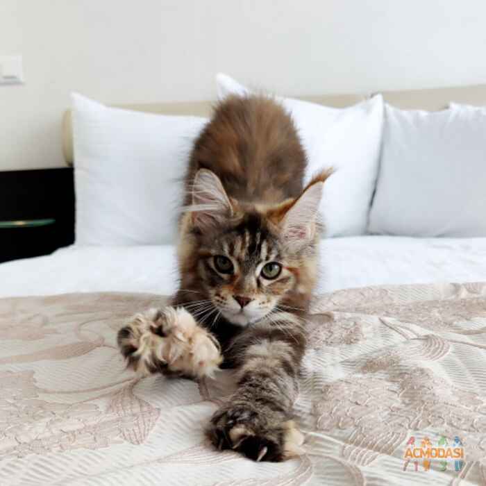 Yukita Polydactyl Maine coon фото №1625046. Завантажено 27 Квітня 2021