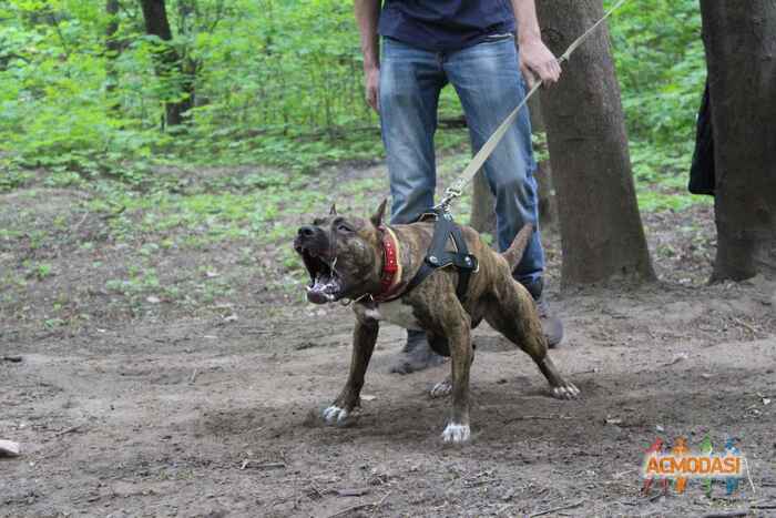 Алексей Александрович Чернецов фото №1053652. Завантажено 14 Травня 2017