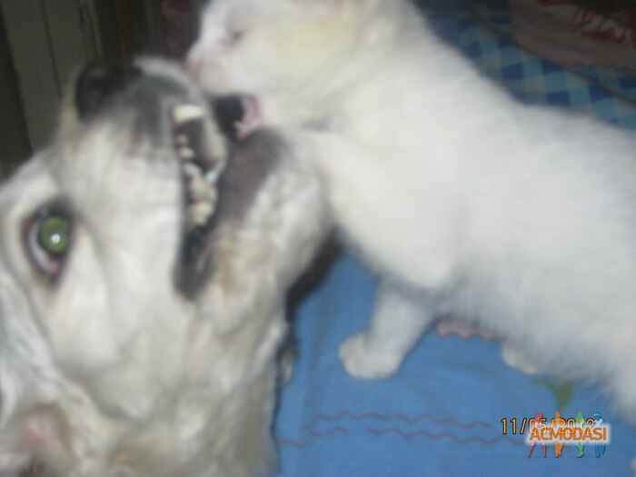 оксана игоревна третяк фото №1031832. Завантажено 15 Березня 2017