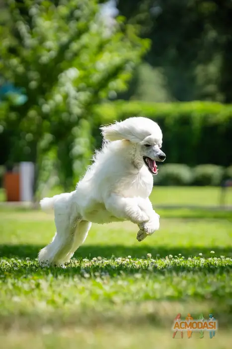 собака королівський пудель Собака Модель фото №1747885. Завантажено 26 Вересня 2025