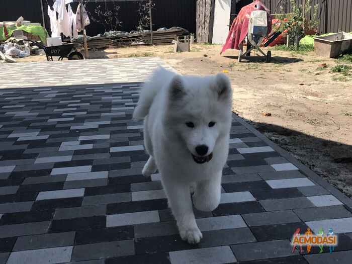 Лариса Дмитриевна Семенюк фото №1057295. Завантажено 22 Травня 2017