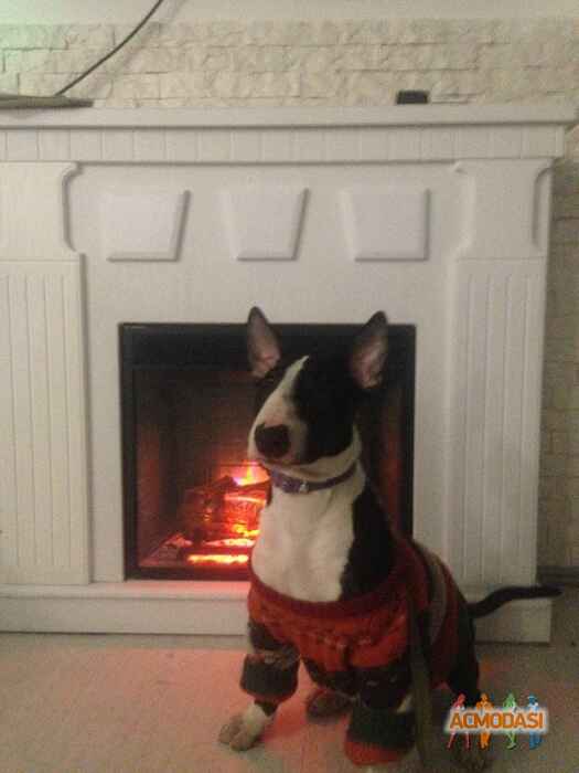 Юлия  Мечникова фото №1026204. Завантажено 27 Лютого 2017