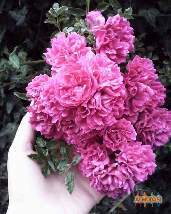 Жаліла Хатем Абу Слаєх фото №1079279. Завантажено 15 Липня 2017