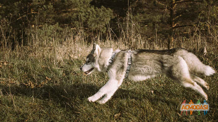 Натали  Цветковская фото №1155863. Завантажено 23 Грудня 2017