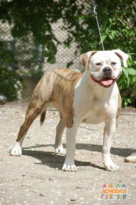 Фанта  Фейритейл фото №1049949. Завантажено 03 Травня 2017