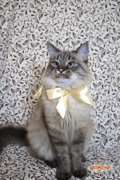 yuchmeow   фото №1748333. Завантажено 09 Жовтня 2025