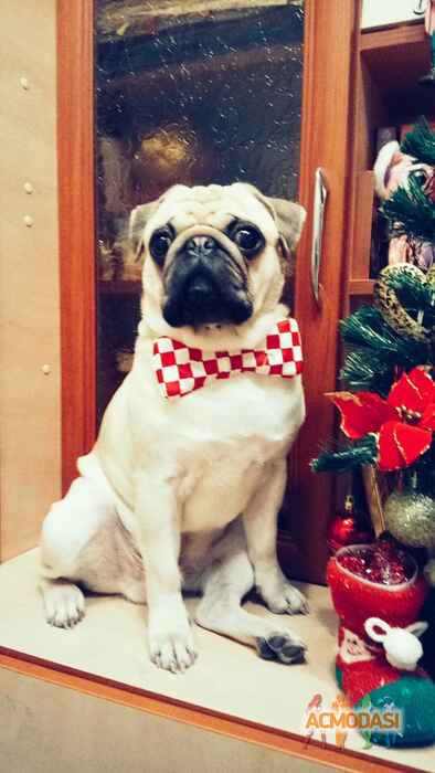 Ольга Леонидовна Азарова фото №1035336. Завантажено 23 Березня 2017