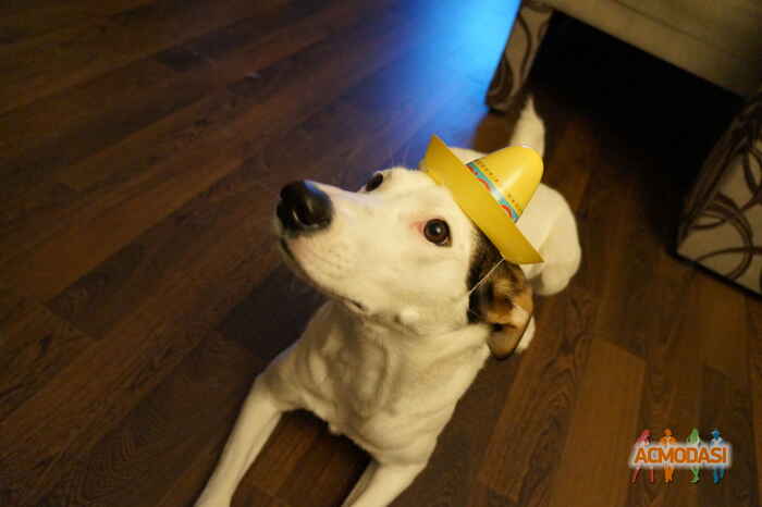 Екатерина Андреевна Петрова фото №892383. Завантажено 17 Березня 2016