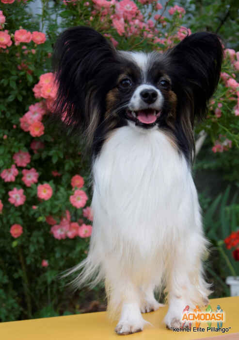 Olena  Savchuk фото №1104507. Завантажено 15 Вересня 2017