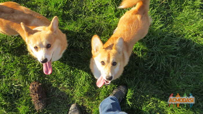 Дмитрий  Мануша фото №1128991. Завантажено 03 Листопада 2017