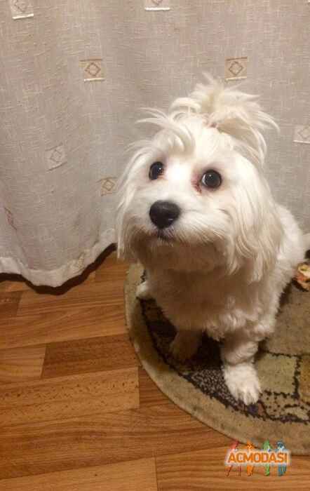 Антон Анатольевич Коломиец фото №1151106. Завантажено 10 Грудня 2017