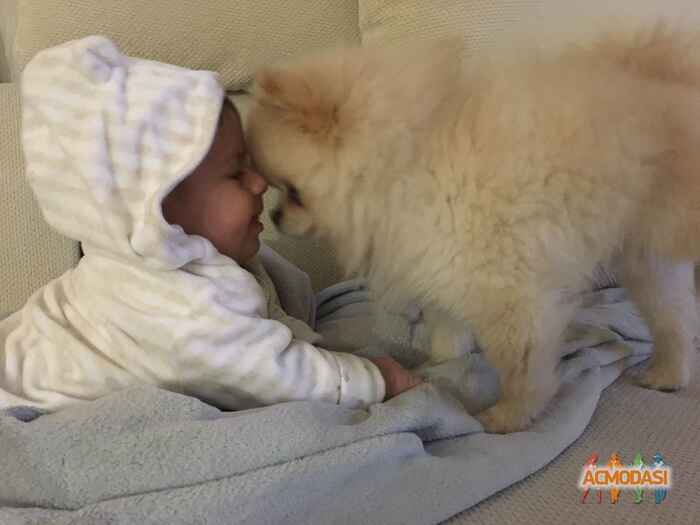 Намик   фото №1015989. Завантажено 04 Лютого 2017