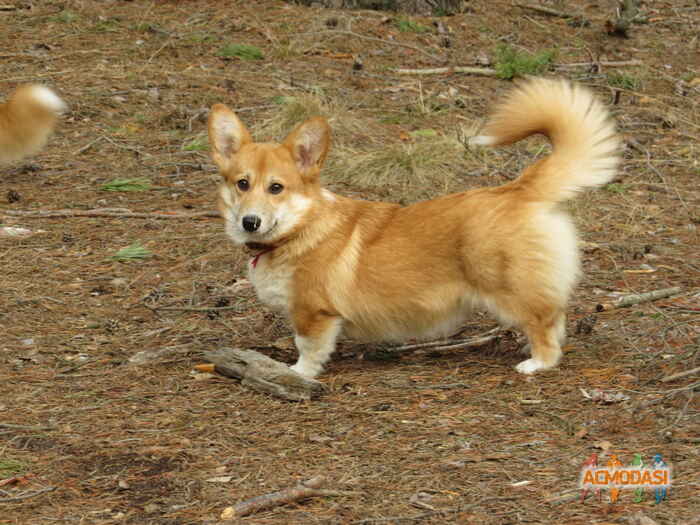 Дмитрий  Мануша фото №1128990. Завантажено 03 Листопада 2017