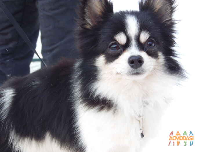 Лилия  Мирейно фото №1010333. Завантажено 22 Січня 2017