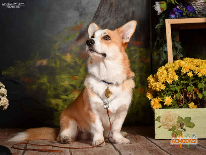 Віллі Борисович Гельфанд фото №1132201. Завантажено 07 Листопада 2017