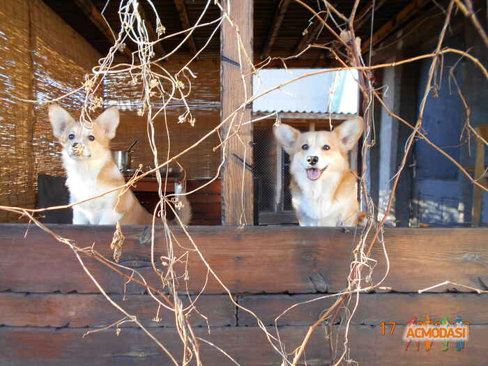 Дмитрий  Мануша фото №1128989. Завантажено 03 Листопада 2017