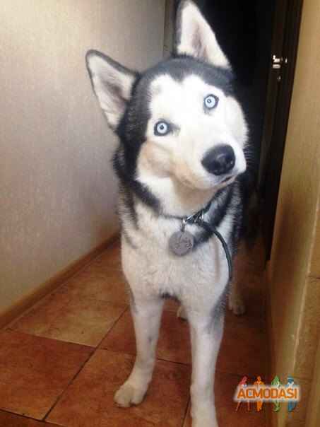 Vlada   фото №964770. Завантажено 30 Вересня 2016