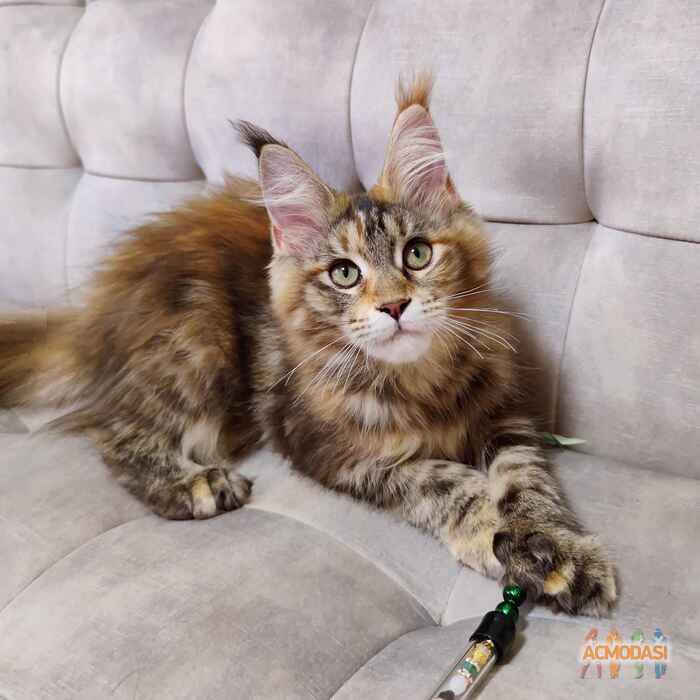 Yukita Polydactyl Maine coon фото №1625047. Завантажено 27 Квітня 2021