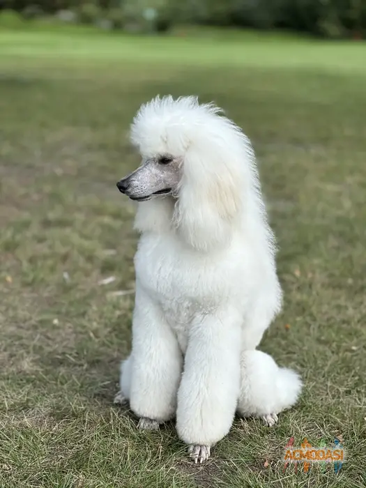 собака королівський пудель Собака Модель фото №1747886. Завантажено 26 Вересня 2025