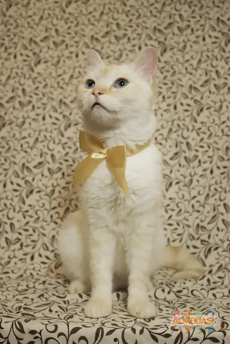 yuchmeow   фото №1748332. Завантажено 09 Жовтня 2025