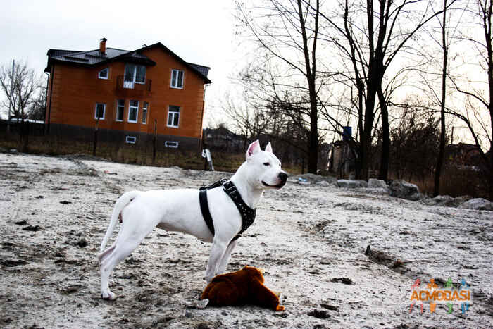 Дмитро Андрійович Домашен фото №988561. Завантажено 22 Листопада 2016