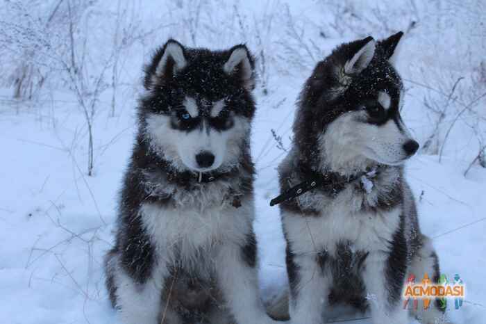 Александр   фото №1022737. Завантажено 20 Лютого 2017