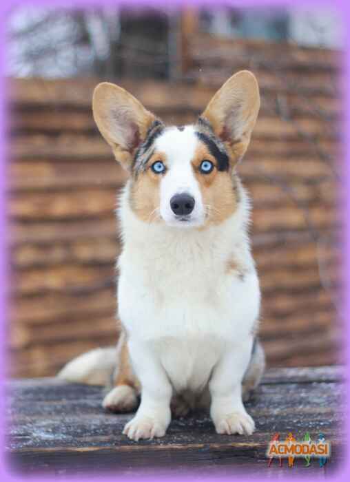 Оксана  Игнатьева фото №1086379. Завантажено 02 Серпня 2017