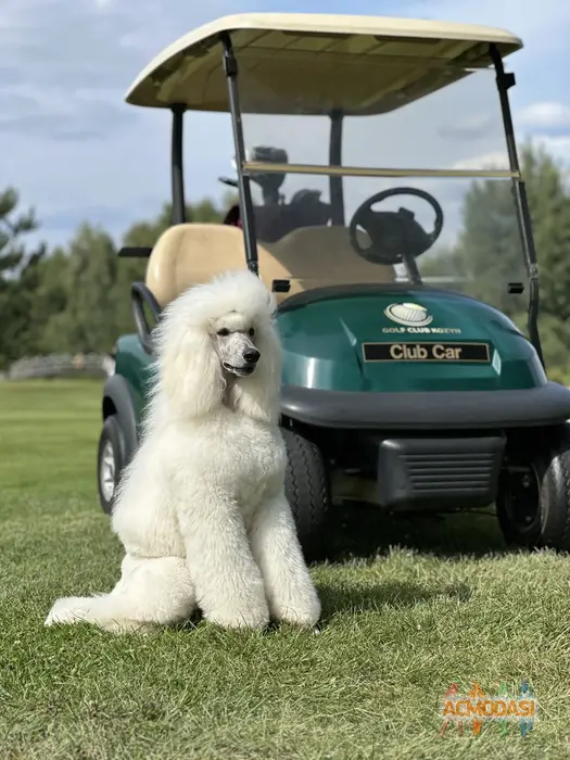 собака королівський пудель Собака Модель фото №1747887. Завантажено 26 Вересня 2025