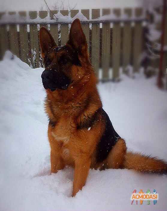 Антон Юрійович Шпиця фото №1085887. Завантажено 01 Серпня 2017