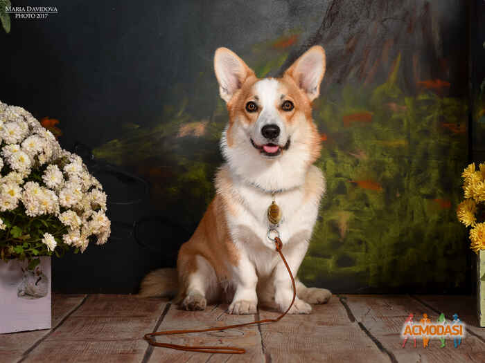 Віллі Борисович Гельфанд фото №1132204. Завантажено 07 Листопада 2017