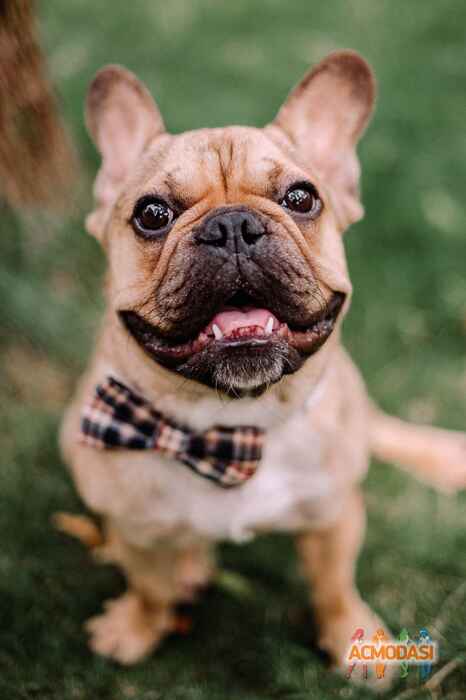 Enar Edgard Wilton Harland фото №1014678. Завантажено 01 Лютого 2017