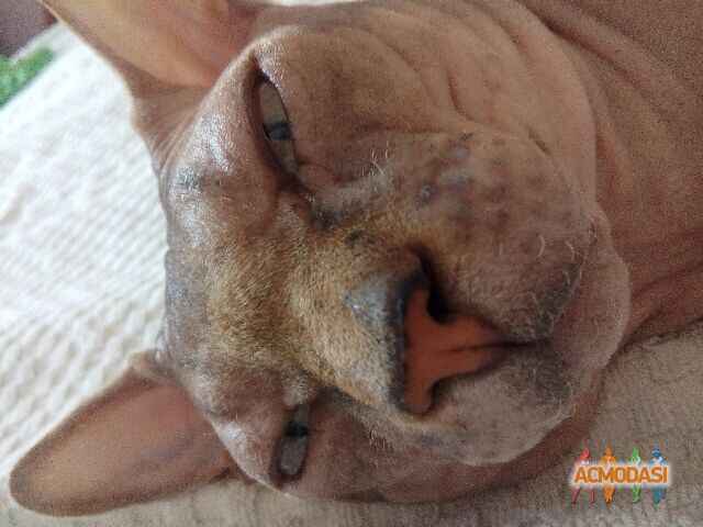 Зоя Айдеровна  фото №1093163. Завантажено 18 Серпня 2017