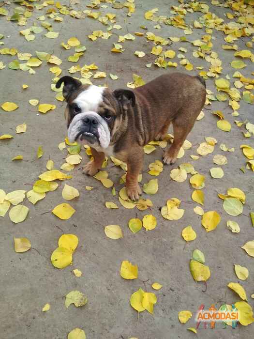 Елена Александровна Михайлова фото №1154938. Завантажено 20 Грудня 2017