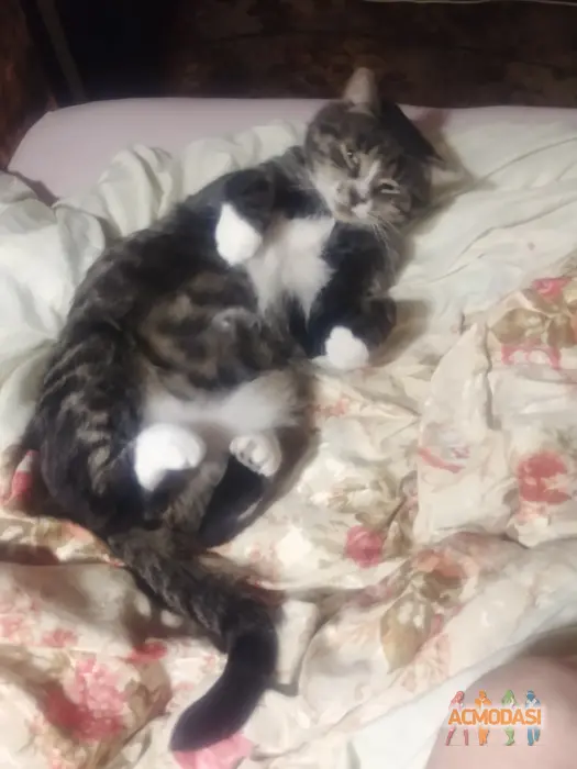 Public  Enemy фото №1745037. Завантажено 13 Липня 2025