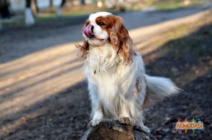 Лариса Адольфівна Нікіфорова фото №1080157. Завантажено 18 Липня 2017