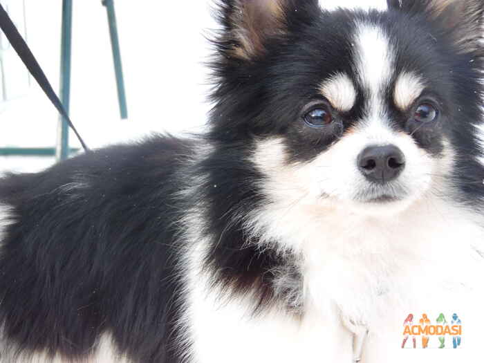 Лилия  Мирейно фото №1010332. Завантажено 22 Січня 2017