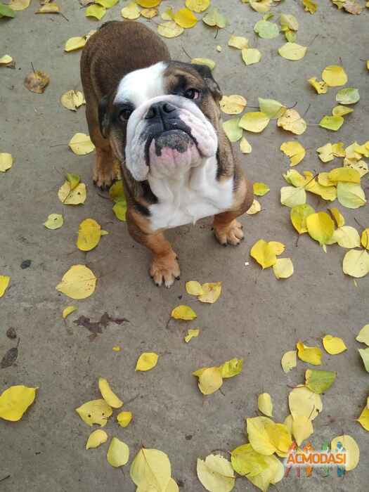 Елена Александровна Михайлова фото №1154936. Завантажено 20 Грудня 2017