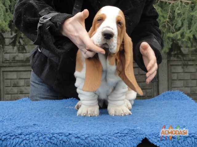 Kitty Doggy Models фото №1115185. Завантажено 09 Жовтня 2017