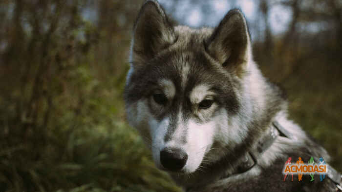 Натали  Цветковская фото №1155859. Завантажено 23 Грудня 2017