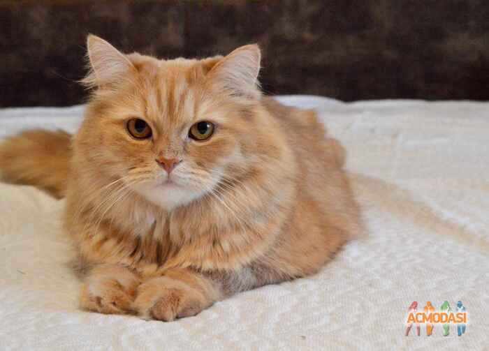 Ольга   фото №1150825. Завантажено 10 Грудня 2017