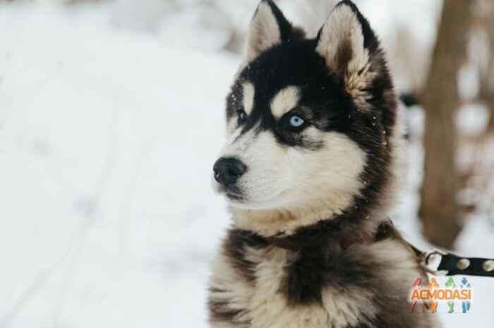 Александр   фото №1022735. Завантажено 20 Лютого 2017