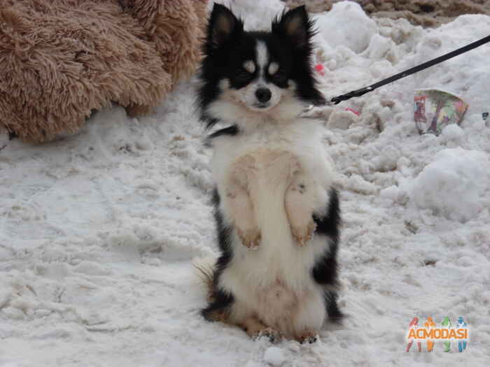 Лилия  Мирейно фото №1010334. Завантажено 22 Січня 2017