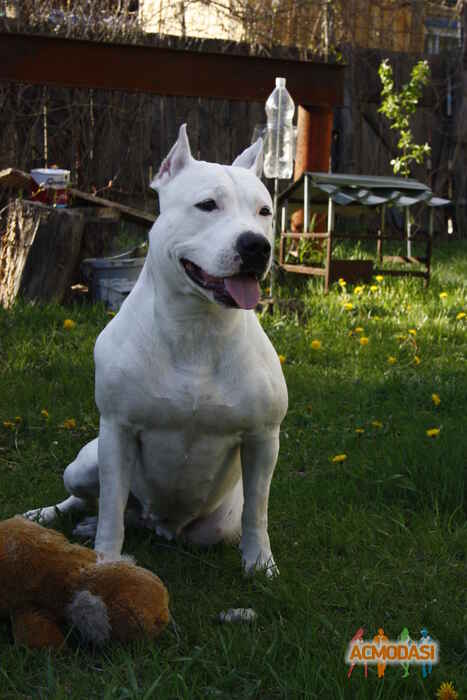 Дмитро Андрійович Домашен фото №988571. Завантажено 22 Листопада 2016